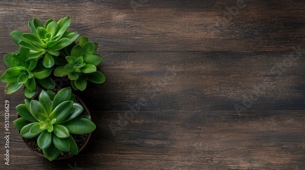 Fototapeta A Minimalist Aesthetic with a Small Plant on a Wooden Surface Perfect for Text Space
