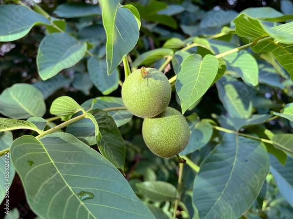 Fototapeta Two Green Walnuts Hanging on a Tree Branch