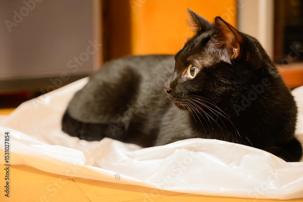 Obraz 室内の座っっている黒猫