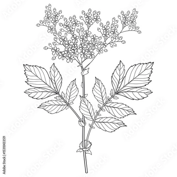 Obraz Bunch of outline Filipendula ulmaria or meadowsweet flower and leaves in black isolated on white background. 