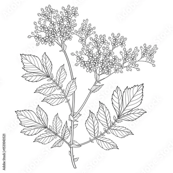 Obraz Bunch of outline Filipendula ulmaria or meadowsweet flower and leaves in black isolated on white background. 