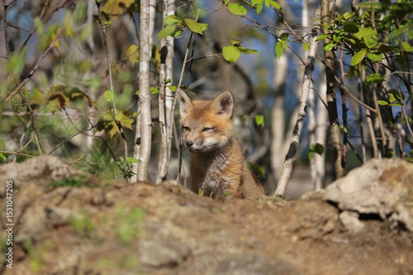 Obraz young red fox in forest