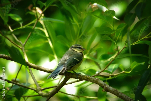 Fototapeta Eine junge Blaumeise auf einem Zweig zwischen dichtem, grünen Laub
