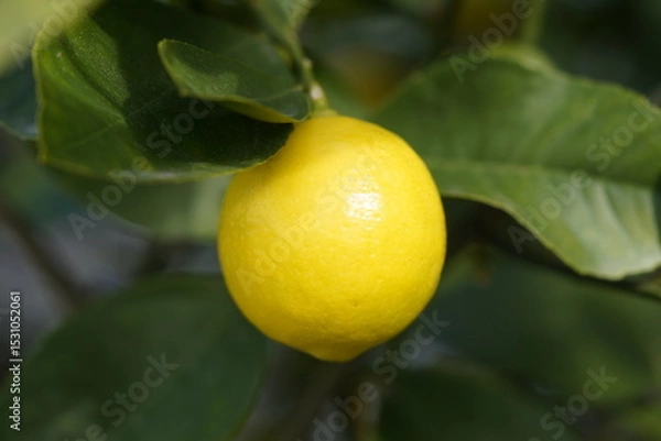 Fototapeta The Key lime or acid lime (Citrus × aurantiifolia or C. aurantifolia) is a citrus hybrid (C. hystrix × C. medica) native to tropical Southeast Asia. Hanover Berggarten, Germany.
