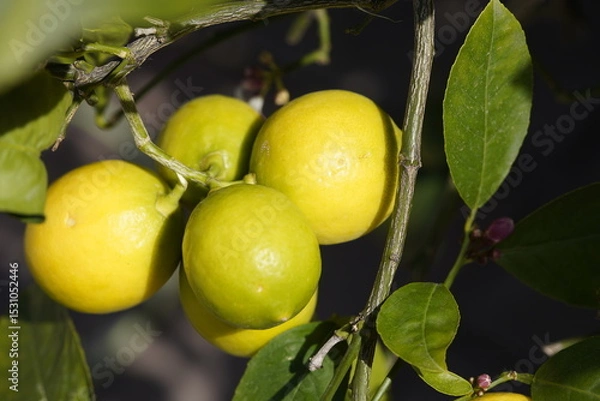 Fototapeta The Key lime or acid lime (Citrus × aurantiifolia or C. aurantifolia) is a citrus hybrid (C. hystrix × C. medica) native to tropical Southeast Asia. Hanover Berggarten, Germany.