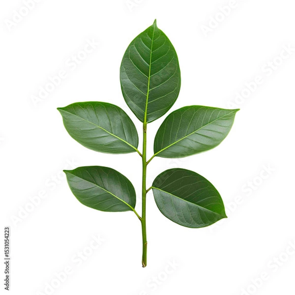 Obraz Botanical beauty: A branch with vibrant green leaves, showcasing the freshness of nature against a solid black backdrop. Elegant, simple design.