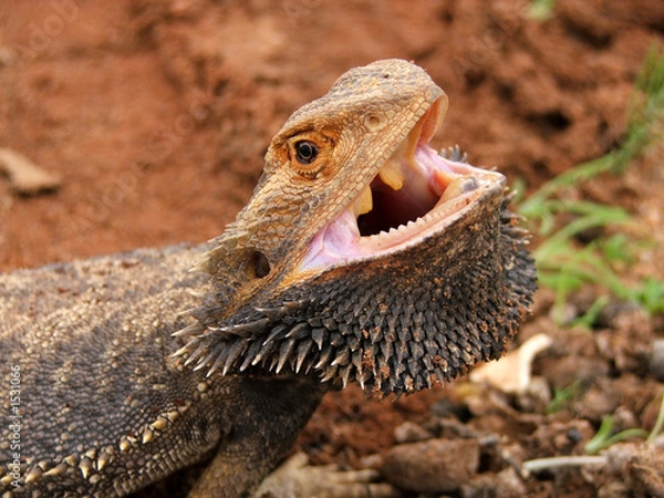 Obraz angry bearded dragon