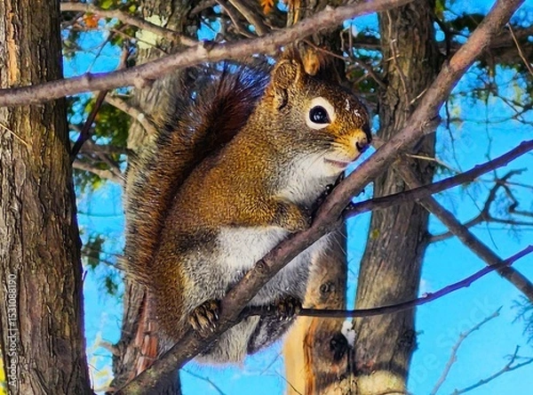 Fototapeta squirrel on tree