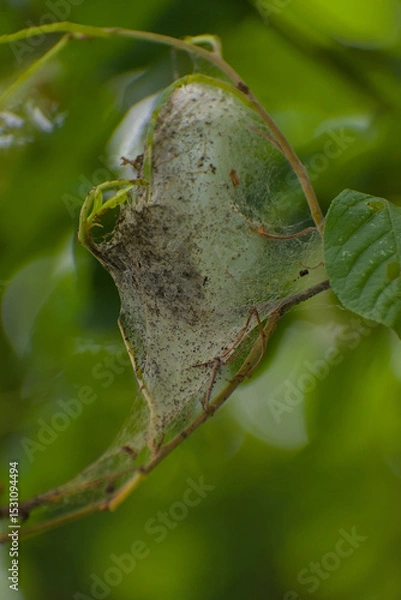 Fototapeta A delicate spiderweb encases leaves and a spider, nestled among vibrant green foliage, revealing hidden life in nature's intricate details