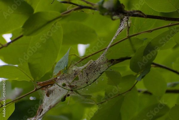 Fototapeta A delicate spiderweb encases leaves and a spider, nestled among vibrant green foliage, revealing hidden life in nature's intricate details