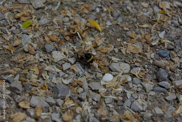 Fototapeta A lone bumblebee rests amidst earth-toned gravel and dried leaves, a raw, close-up snapshot of nature's subtle interactions