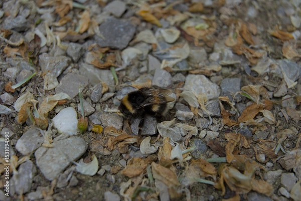 Fototapeta A lone bumblebee rests amidst earth-toned gravel and dried leaves, a raw, close-up snapshot of nature's subtle interactions