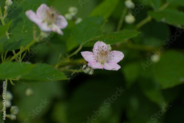 Fototapeta A delicate pink wild rose blossom emerges from lush green foliage, captured in a soft focus, natural light close-up emphasizing subtle beauty