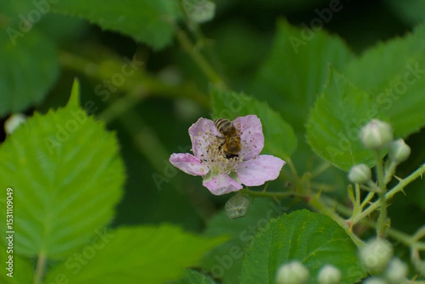 Fototapeta A diligent honeybee gathers nectar from a delicate pink blossom, captured in a vibrant close-up that highlights nature's vital connection