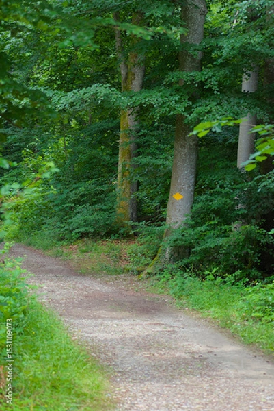 Fototapeta A bright yellow arrow guides the way on a mossy tree trunk in a verdant forest, symbolizing direction and adventure amidst natural beauty