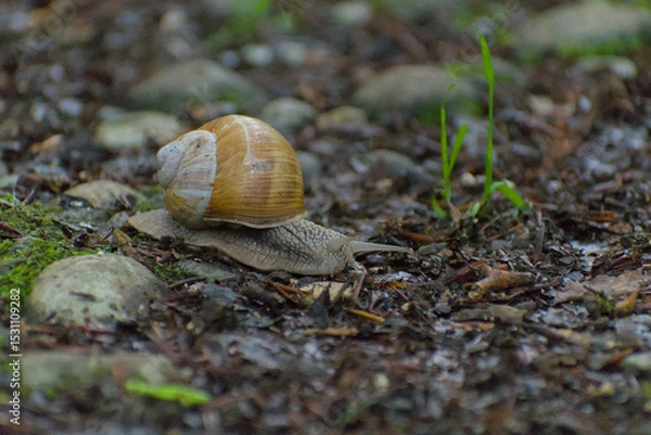 Fototapeta A forest snail journeys across a textured, earthy forest floor, its robust shell detailed in a close-up shot capturing nature's quiet, muted tones