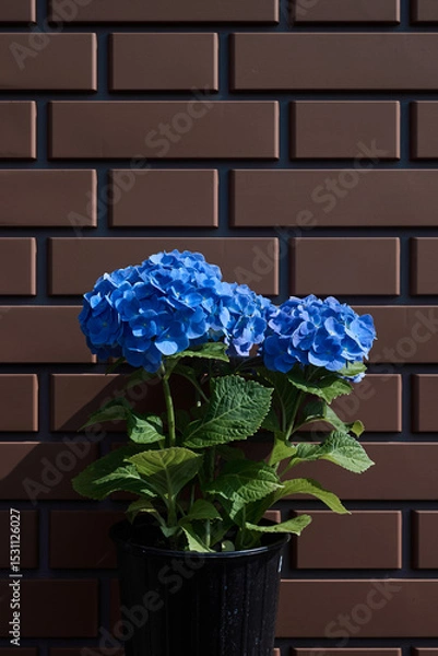 Obraz flowers in a pot