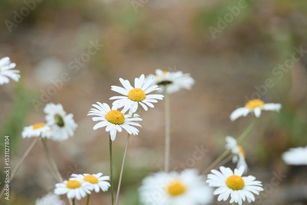 Obraz daisies in a field