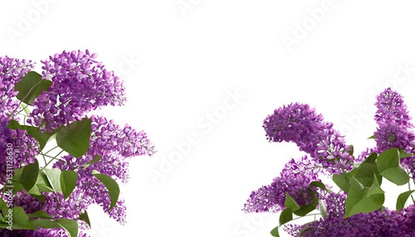 Fototapeta Close up lilac flowers border isolated on white background