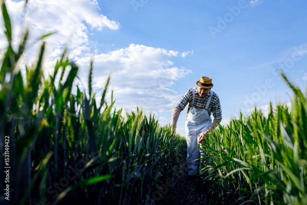Obraz Adult male farmer walking in green wheat field examining crop.