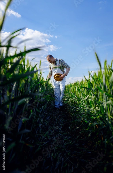 Obraz Adult male farmer walking in green wheat field examining crop.