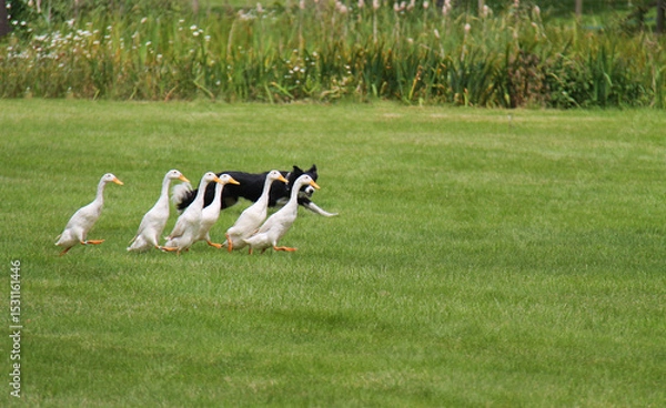 Obraz A Collie Dog Herding a Group of Indian Running Ducks.