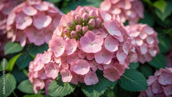 Fototapeta nHydrangea macrophylla, still in the early blooming stage, with clusters of small flowers that rapidly develop into a bush.