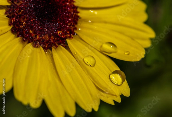 Obraz yellow flower with water drops close up