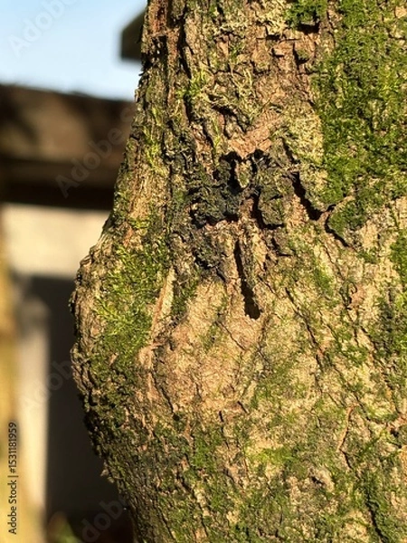 Fototapeta Capture the quiet coexistence of trees and blooming flowers in a public park setting. This series highlights the beauty of curated nature—majestic trunks, soft petals, filtered sunlight, and the peace