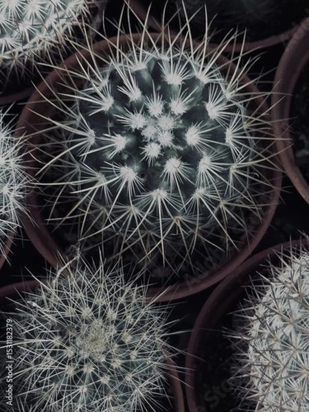 Fototapeta Capture the quiet coexistence of trees and blooming flowers in a public park setting. This series highlights the beauty of curated nature—majestic trunks, soft petals, filtered sunlight, and the peace