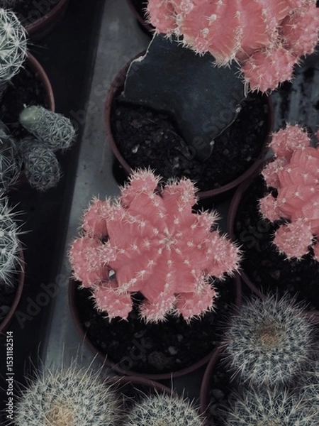 Fototapeta Capture the quiet coexistence of trees and blooming flowers in a public park setting. This series highlights the beauty of curated nature—majestic trunks, soft petals, filtered sunlight, and the peace