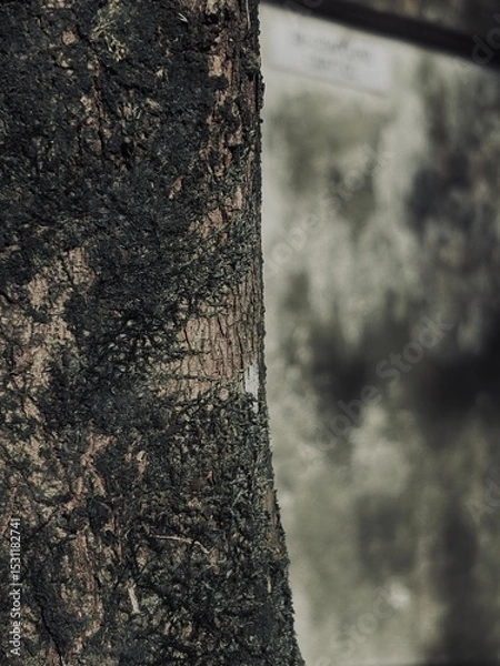 Fototapeta Capture the quiet coexistence of trees and blooming flowers in a public park setting. This series highlights the beauty of curated nature—majestic trunks, soft petals, filtered sunlight, and the peace