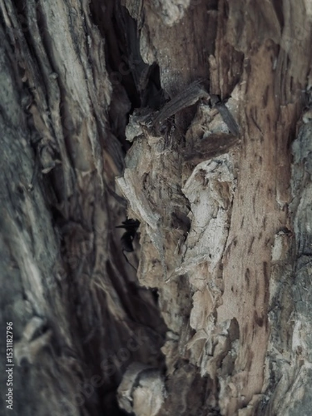 Fototapeta Capture the quiet coexistence of trees and blooming flowers in a public park setting. This series highlights the beauty of curated nature—majestic trunks, soft petals, filtered sunlight, and the peace