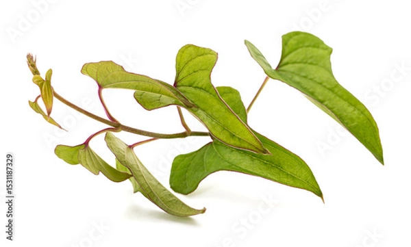 Obraz Chinese yam branch with leaves