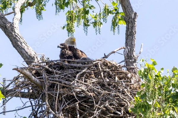 Fototapeta birds in nest