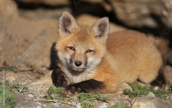 Obraz red fox cub