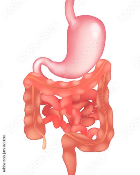 Obraz Vector illustration of the human digestive system showing the stomach, small intestine, and large intestine. Medical Anatomy of Digestive Organs on White Background