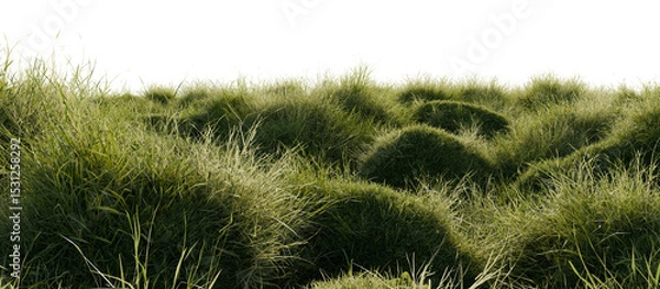 Fototapeta Hills with grass on a transparent background. 3D rendering.	
