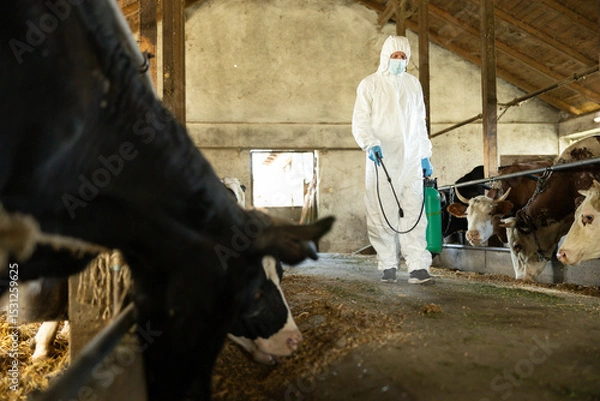 Fototapeta A protective-suited worker sprays disinfectant in a barn filled with cows, highlighting biosecurity in livestock management.