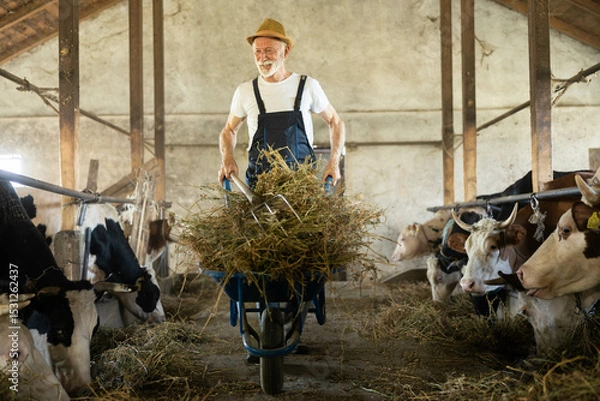 Fototapeta A senior man joyfully maneuvers a wheelbarrow filled with hay while surrounded by curious cows in a rustic barn setting.