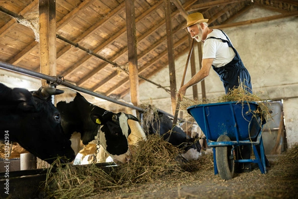 Fototapeta The farmer stands proudly in his barn surrounded by cows, emphasizing the agricultural connection to land and livestock.