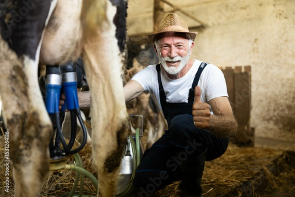 Fototapeta An elderly farmer joyfully milking a cow using modern equipment in a rustic barn setting with straw on the floor. showing thumbs up