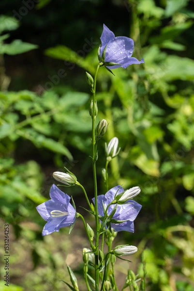 Fototapeta Delicate bright petals violet-blue bellflowers adorned with dewdrops, stand out against green, blurred background. Buds and flowers exude sense of freshness and tranquility. Nature concept for design