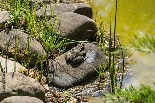 Fototapeta Frog are resting on partially submerged rocks in shallow, clear pond. Water glistens with sunlight, and green grass surrounds pond's edge, creating serene natural scene. Blurred background.