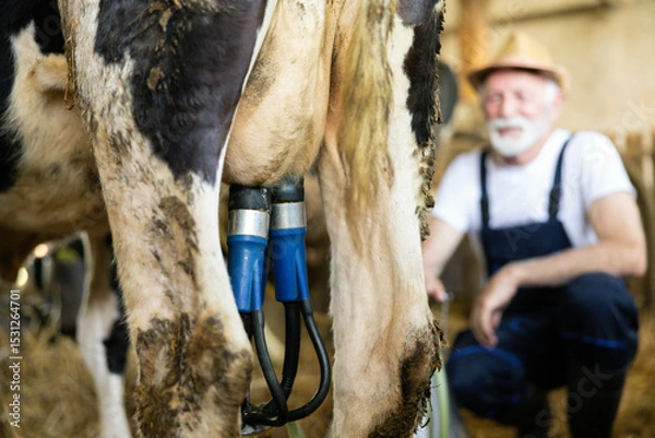 Fototapeta A farmer milks a cow using a milking machine in a rustic barn, showcasing traditional dairy farming methods. Selective focus to milking machine atached to cow