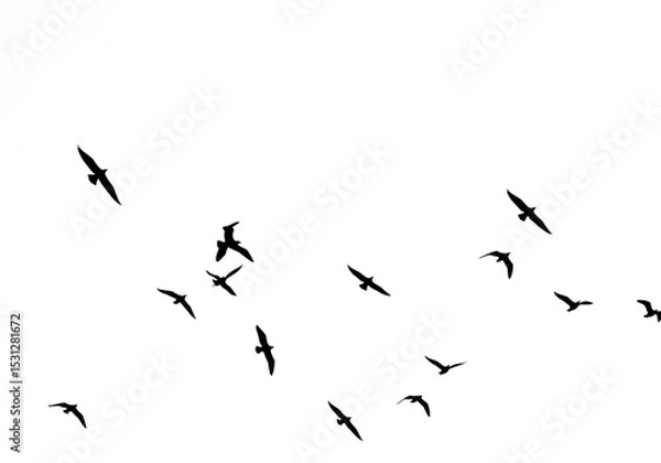 Fototapeta Flock of birds flying in the sky isolated on white background