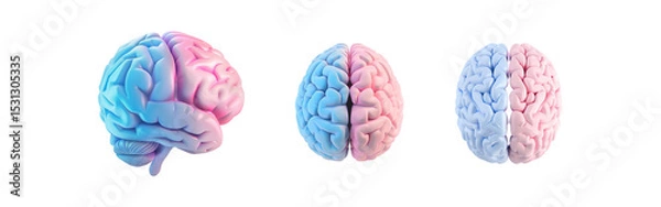 Obraz 3D Brain with Blue and Pink Halves Symbolizing Gender Differences on a Transparent Background