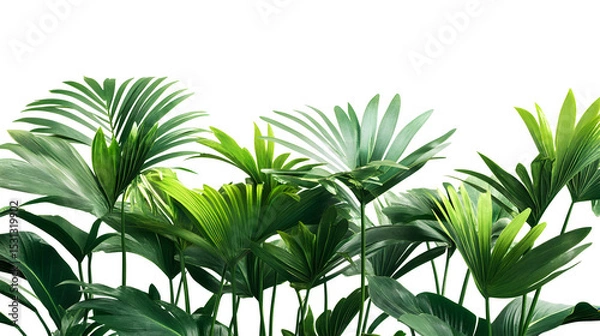 Fototapeta Tropical green palm trees, realistic isolated on white or transparent  background