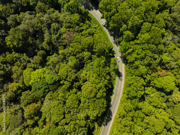 Fototapeta Car in rural road in deep rain forest with green tree forest view from above, Aerial view car in the forest on asphalt road background, Electric vehicle EV car drive asphalt road green tree forest.