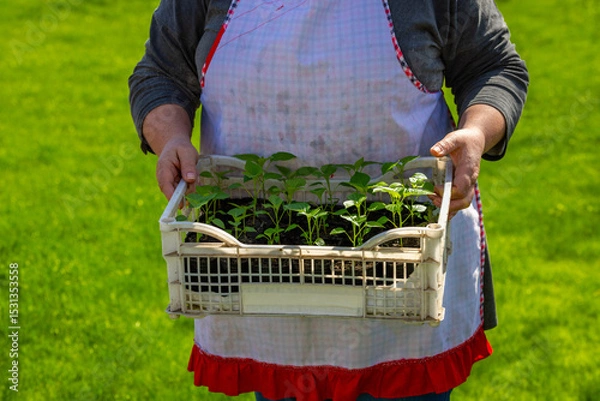 Obraz Light-skinned woman holding seedlings in sunny garden